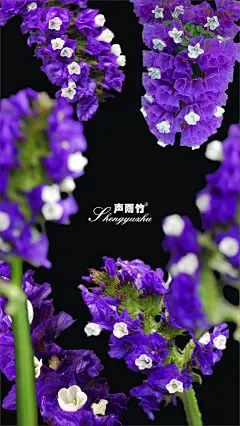 #声雨竹#  #高清壁纸#  #勿忘我#  wen