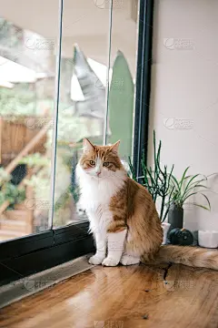 一只猫正坐在桌子上