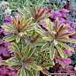 'Ascot Rainbow' PP21401, or also known as Flowering Spurge has colorful, variegated foliage that lasts from spring to fall. Its foliage is topped with petite, variegated lime green flowers. Flowering Spurge is easy-to-grow, drought tolerant and unappealin