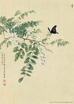 槐花。