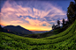 Tea plantation on the hill of mountain view in sun rise at Malay by Chatchai Lakamankong on 500px