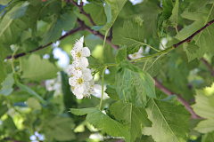 王珮光采集到《 夏近 》