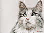 彩铅绘画作品家有萌宠，猫咪定制肖像。