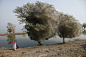 蛛网缠身的树
图片提供：拉塞尔-沃特金斯，英国国际发展部

       在巴基斯坦的村落信德附近，洪水淹没了农田，在水边，树木被魅影般的茧丝所笼罩。由于大洪水的影响，数以百万计的蜘蛛和其他昆虫被驱赶到树上，并在此吐丝结网。