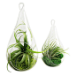 Droplet Terrariums, Yellow, Set of 2 - This droplet terrarium duo will arrive with two Tillandsia (air plants) and your choice of moss colors. Please click on the alternate photo for moss color selections. Easy to care for. Provide bright, indirect light.