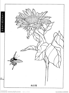 废柴少女采集到花卉线描稿