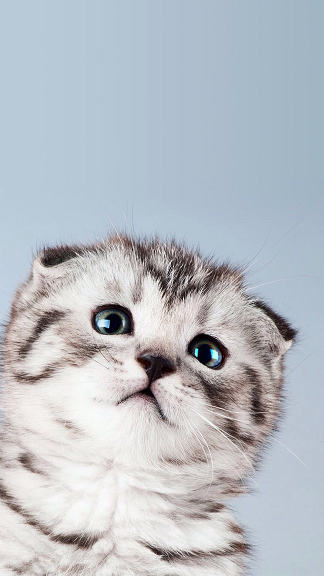 猫 狗 兔子 萌宠 宠物 摄影 写真