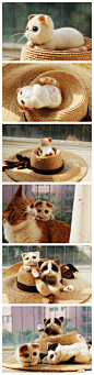 堆糖网：#堆糖手工坊# @胖坨阔妈 的手工羊毛毡猫咪，一定是爱猫的人才会做出这样栩栩如生的手工作品啊！来自糖友@Miss--Owl 的收集 → http://t.cn/zWADGVq