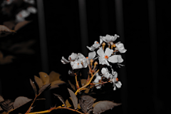 占城采集到月季花