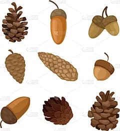 松果,橡树果,云杉,杉树,针叶树,水果,装饰品,分离着色,布置,生长