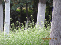 用户Fban3dcP采集到花