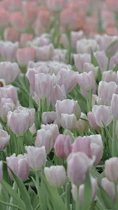 春季花系列唯美手机壁纸_设计页－稿定设计