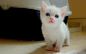 blue eyes cats kittens pets wallpaper (#1009101) / Wallbase.cc