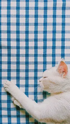  _壁纸采下来 #率叶插件，让花瓣网更好用#