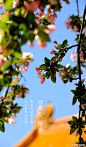  影香浮动晴方好,九儿恋香吐清芳.#紫禁城岁时#“枝间新绿一重重，小蕾深藏数点红。”桃李争春之时，海棠却只爱惜芳心。寒食一过，紫禁城中许多个角落便开始绽出娇红，一饷间次第满枝头。风起而舞，风定而歇，零落为雪，不负【四月•一城香】 