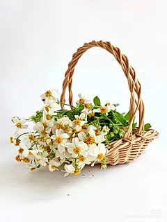 464.筐之花 #钢笔画素材 #筐 #筐出未来 #收纳筐 - 小红书