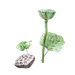 绿植草木花卉素材  @南栀惜沫 专注电商资源采集       (53)