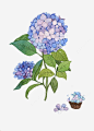 绣球花装饰png免抠素材_新图网 https://ixintu.com 居家装饰 插花花艺 花瓶花朵 插花艺术品 绣球花花朵