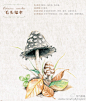 #鸟酱的画#既是彩铅书，又是植物图鉴，蘑菇什么的最美貌啦！