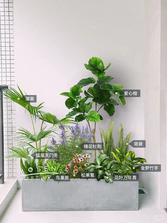 阳台花箱绿植布置｜热带风植物造景 - 小红书