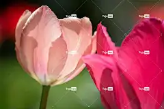 花 郁金香 开花 花卉背景 盛开 花园 花壁纸 春天 美丽的花朵