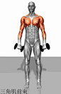 健身房的众多器材都是练哪些肌肉的？3