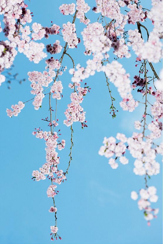 blossom#春暖花开##小清新#