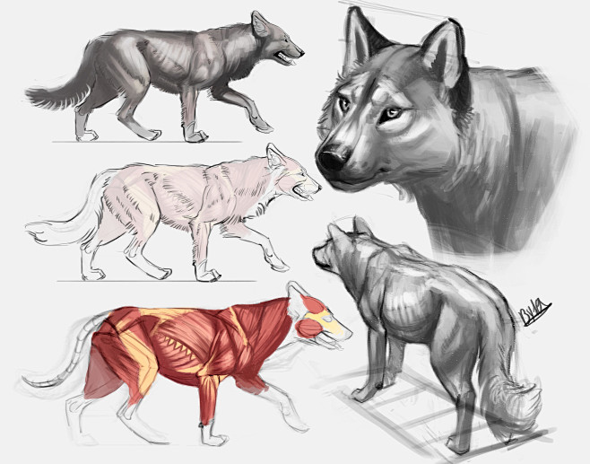 Animal Anatomy Studi...