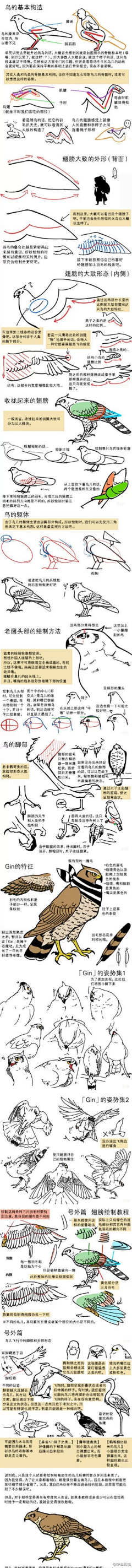 TaTa李星星采集到小鸟