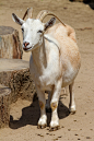 white goat near pavement