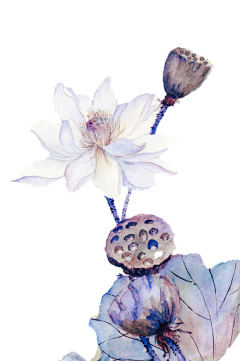 多利卡采集到插画png
