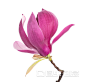 花茶 - 搜索结果 - 图虫创意图库正版图片,视频,插图,微博微信公众号配图,自媒体素材