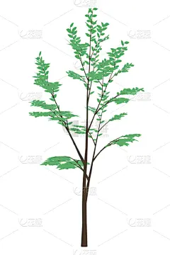 绿色,分离着色,叶子,白色,地形,户外,夏天,春天,形状,树