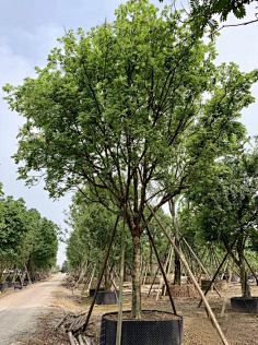 到植物选型采集蓝花楹 (1)★蝶舞沧海§采集到植物选型采集丛生紫薇1