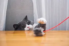 点击来源直接获取大图文件 |Cute british shorthair playing, indoor shooting