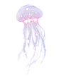 粉色水母2—可商用高清无水印底素