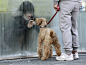 A girl in isolation for radiation screening looks at her dog through a window in Nihonmatsu, Japan on March 14. (Reuters / Yurik