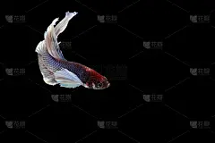 捕捉白色暹罗打斗鱼孤立在黑色背景，Betta splendens，给阿拉伯人的礼物，泰国文化活着，给
