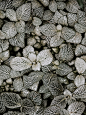 grayscale photography of plants