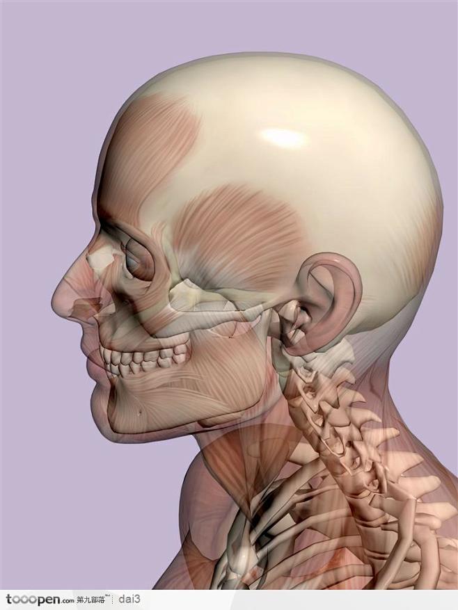 人体肌肉骨骼-男性头部侧面图