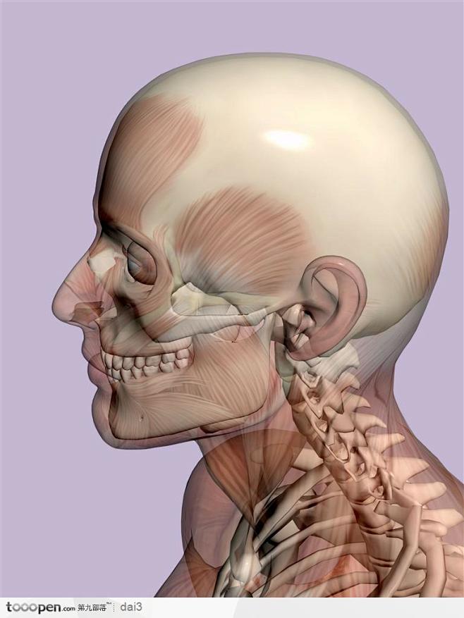 脸部肌肉侧面图图片