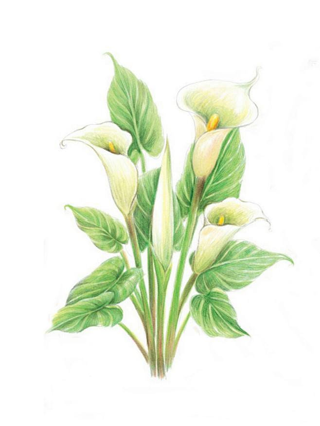 海芋花卉植物插画手绘彩铅画色铅笔本草绘植物