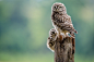 Little Owls by Phil Scarlett on 500px