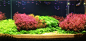【新提醒】水质对水草发色的重要性 - 水草造景 - CTA南美水族 - Powered by Discuz!