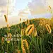@到此为止′Here，∈点击进入主页，立夏/立夏单图/立夏微信/立夏微推/24节气