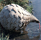 “animal that looks like a pine cone”的图片搜索结果