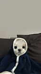 狗狗