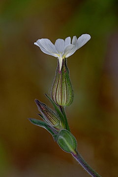 珠宝小狂迷采集到花卉