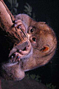 灵长目·懒猴科·懒猴属：小金熊猴