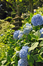 六月梅雨，日本镰仓诸寺院开满紫阳花的小径。何年植向仙坛上，早晚移栽到梵家。虽在人间人不识，与君名作紫阳花